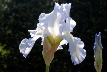 Fototapeta na wymiar Grand iris, Iris germanica 'Silver Thaw'