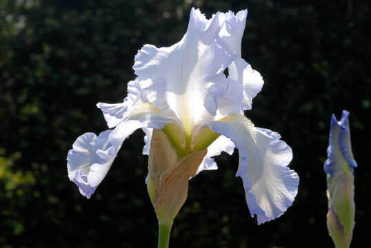 Grand iris, Iris germanica 'Silver Thaw'
