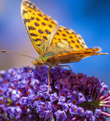 schmetterling perlmuttfalter am sommerflieder