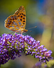 schmetterling perlmuttfalter am sommerflieder