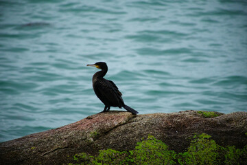 Cormorant debout sur un rocher .