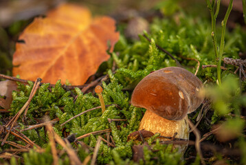 steinpilz auf moosboden mit rotbuche herbstlaub