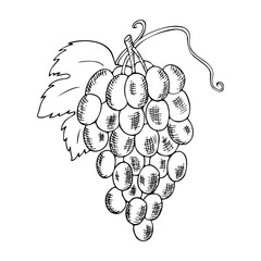 colorless drawing a handful of grapes on a branch with leaves, contour drawing by hand, hatching, tracing