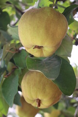 Close up of quince fruit with green leaves on branch of tree in orchard in exotic garden in Morocco, the juicy ripe organic fruit for harvest in October for cooking sweet and savoury food dishes 