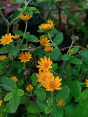 Yellow daisies with fresh green leaves in beautiful garden. suitable for background, articles, education, business etc.