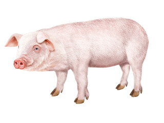 cochon, animal, ferme, rose, cochonnet, mammifère, joli, porc, isolé, bétail, blanc, agriculture, domestique, illustration
