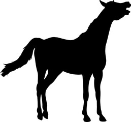 Horse standing silhouette  