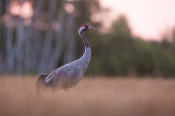 Żuraw zwyczajny, żuraw popielaty, żuraw szary (Grus grus) © Grzegorz
