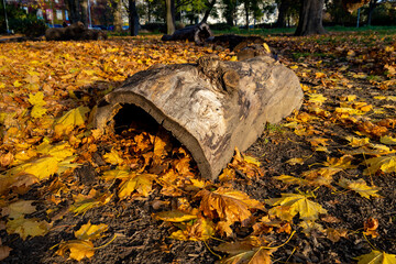 old log in autumn park