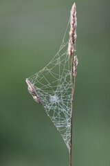 beautiful spider web with morning dew drops