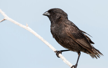 Darwin's finch on a branch, Santiago, Galapagos