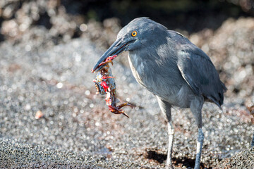 lava heron catching a Sally Lightfoot crab, Santiago Island, Galapagos