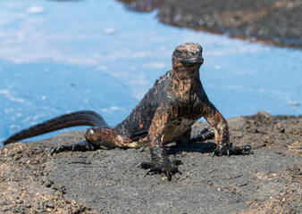juvenile marine iguana at Sombrero Chino, Santiago Island, Galapagos