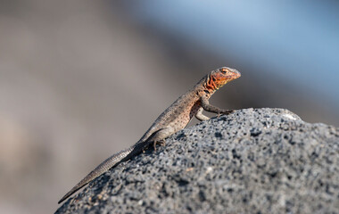 female, basking lava lizard, Santiago Island, Galapagos