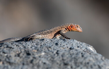 female Santiago lava lizard, Santiago Island, Galapagos