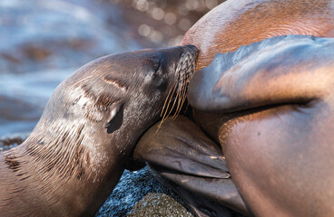 Galapagos sea lion pup suckling, Santiago Island, Galapagos