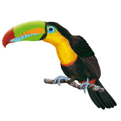 toucan, oiseau, animal, bec, tropical, nature, sauvage, dépaysant, brésil, jaune, noir, faune, coloré, jungle, calao, jardin zoologique, forêt humide, orange, couleur, blanc, arbre