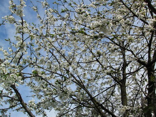 tree in bloom