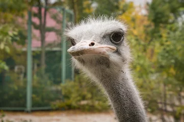 Gordijnen Close-up ostrich in the zoo © Vyacheslav