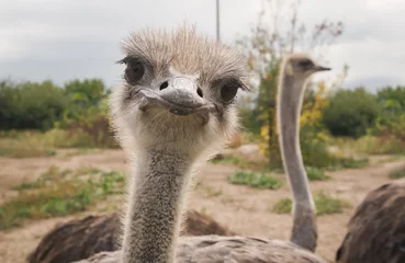 Zelfklevend Fotobehang Close-up ostrich in the zoo © Vyacheslav