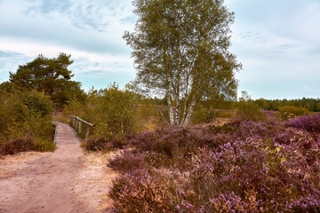 Lüneburger Heide