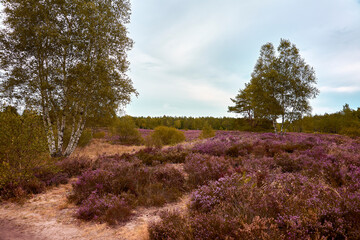 Lüneburger Heide