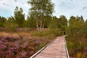 Lüneburger Heide