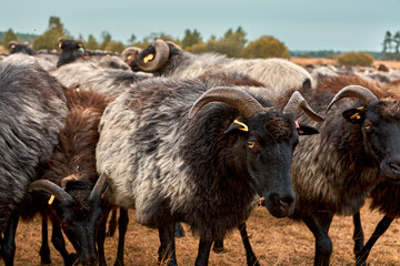 Lüneburger Heide