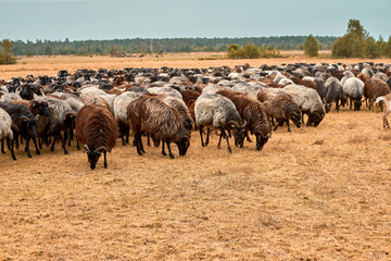 Lüneburger Heide