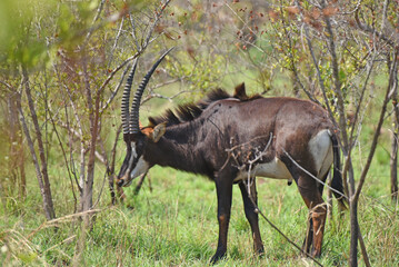 The Sable antelope (Hippotragus niger) is an antelope which inhabits wooded savanna in East and Southern Africa - obrazy, fototapety, plakaty