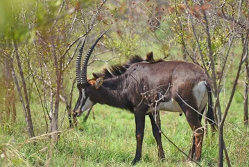 Zelfklevend Fotobehang The Sable antelope (Hippotragus niger) is an antelope which inhabits wooded savanna in East and Southern Africa © Rini Kools
