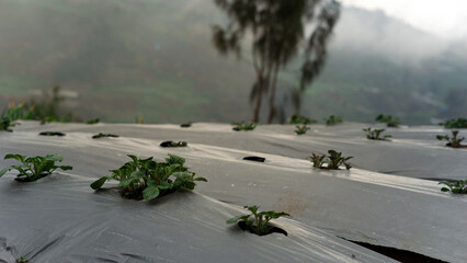 plants in the prau mountains in the morning