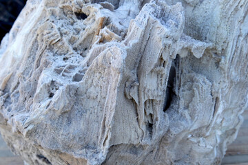 Ancient old petrified wood, excavation, minerals, as nice background Narrow focus line, shallow depth of field macro