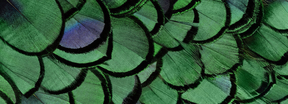 Close-up of an exotic bird wing. Diagonally arranged emerald green feathers. Animalistic pattern, background.