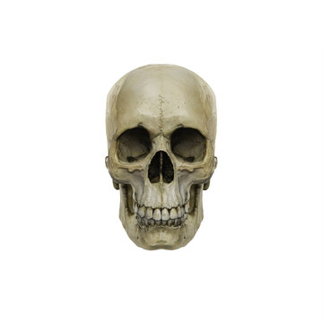 Male skull
