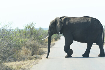 Naklejka na ściany i meble Elephants crossing the road in Kruger National Park