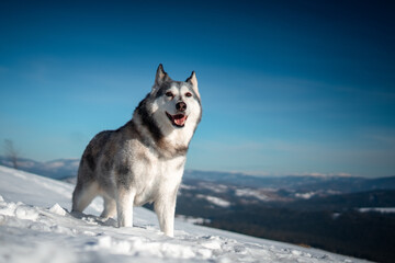 Fototapeta na wymiar siberian husky on the snow