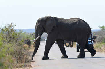 Fototapeta na wymiar Elephants crossing the road in Kruger National Park