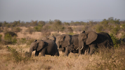 Elephants foraging on the savannah in Kruger National Park