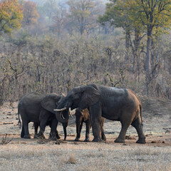 Elephants in Kruger National Park at dusk