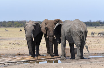 Elephants taking a bath and quenching their thirst at a waterhole in Kruger National Park 