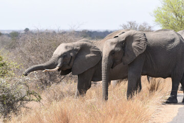 Obraz na płótnie Canvas Herd of elephants crossing road in Kruger National Park