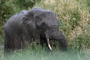 Elephant foraging in reedbeds in the Olifantsriver in Kruger National Park