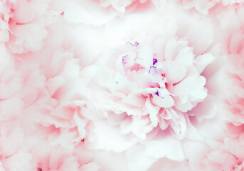 Flower white-red  peony.  Floral  background. Close-up. Nature.