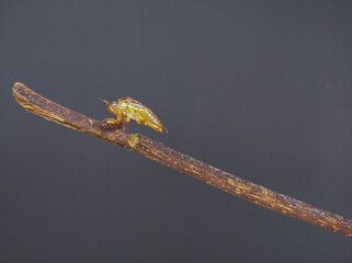 insect cocoons on dry branches