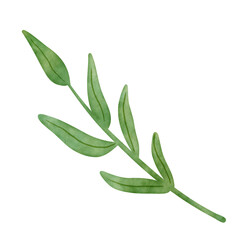 Fototapeta premium Green leaves plant watercolor illustrations isolated on white