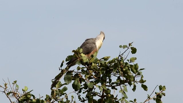 Blue-naped Mousebird. Kenya, Africa	
