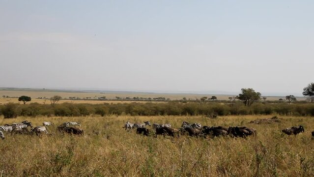 Savanna herbivores. Great migration in time. Kenya, Masai Mara.	