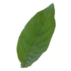 Fototapeta na wymiar Standard leaf isolated on a white background