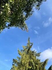 pine tree in the sky